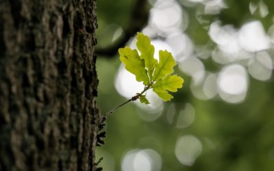 ANNABIS BALCANN TÖLGYKÉREG GÉL – Egy tubus, rengeteg megoldás!
